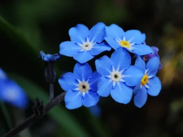 Nomeolvides, la famosa flor que esconde una leyenda de amor