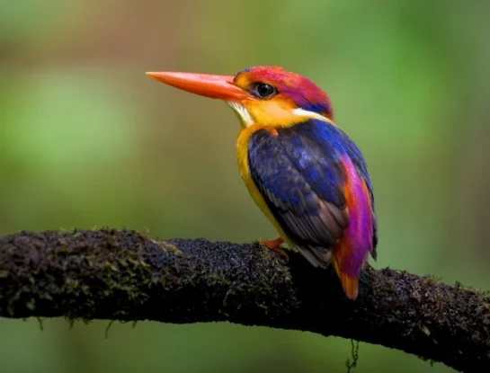 Martín pescador oriental, el pequeño pájaro que sorprende al mundo con sus colores