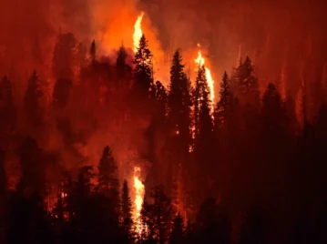 ¿Por qué hay incendios forestales cada vez más grandes en el mundo y cómo hacer para evitarlos?