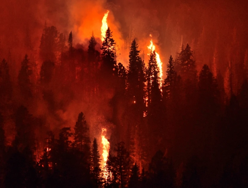 ¿Por qué hay incendios forestales cada vez más grandes en el mundo y cómo hacer para evitarlos?