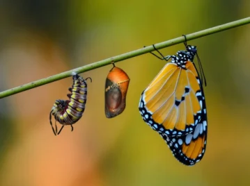 Qué es la metamorfosis y qué animales la realizan