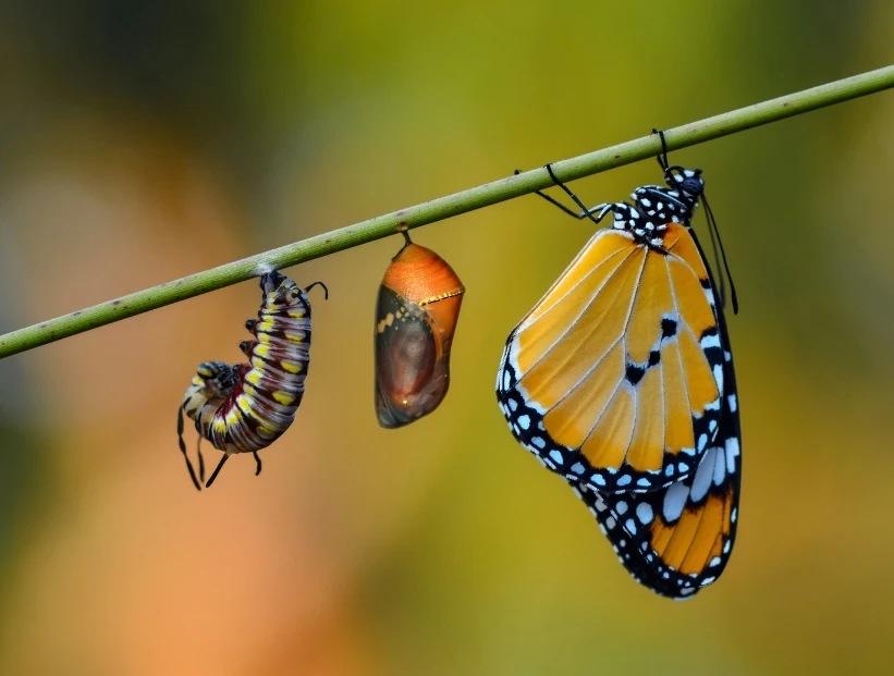 Qué es la metamorfosis y qué animales la realizan