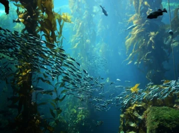 Qué son y dónde están los bosques submarinos gigantes que ayudan al planeta