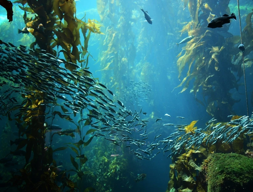 Qué son y dónde están los bosques submarinos gigantes que ayudan al planeta