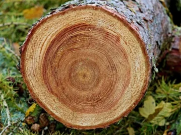 arbol