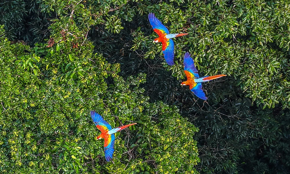 Día Mundial de los Bosques Tropicales: por qué se celebra cada 22 de junio