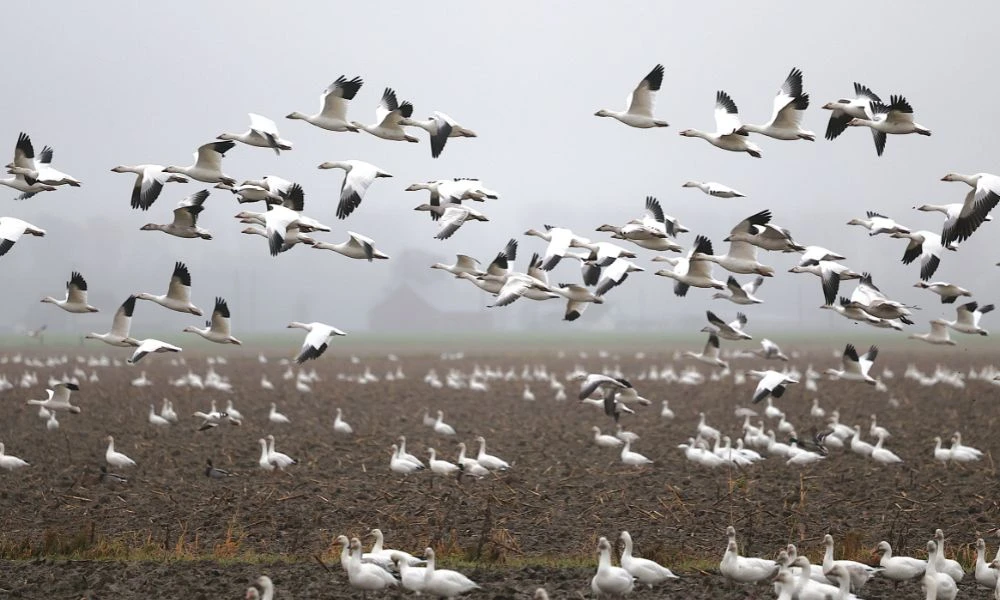 Aves en migración.