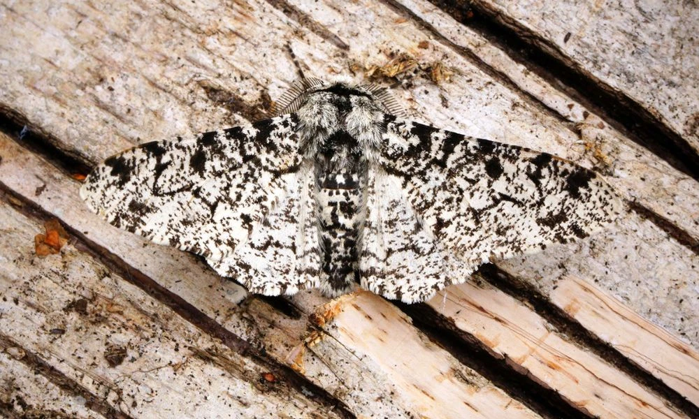 Aspecto de la mariposa de los abedules.