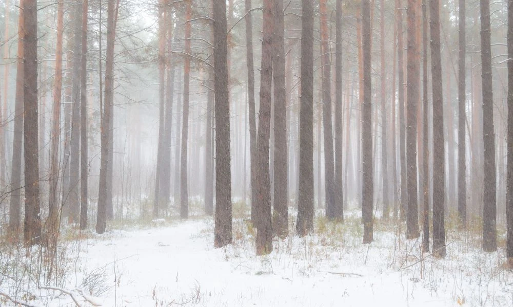 Bosques nublados.