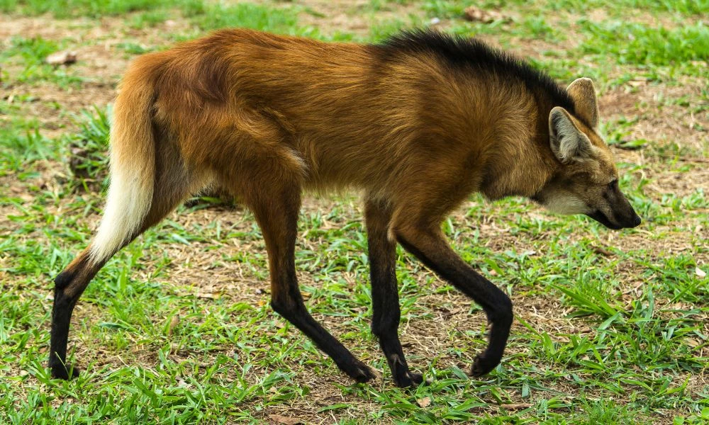 Aspecto del animal.