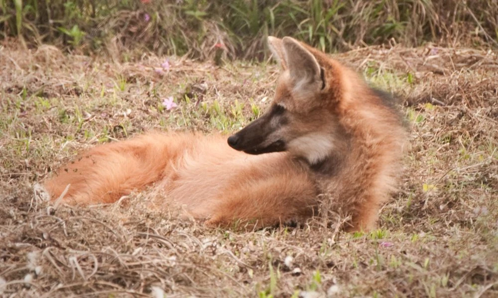 Un aguará guazú en descanso.