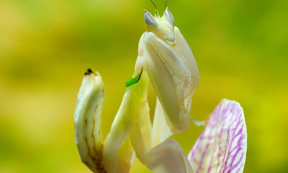 Aspecto de la mantis orquídea rosada.