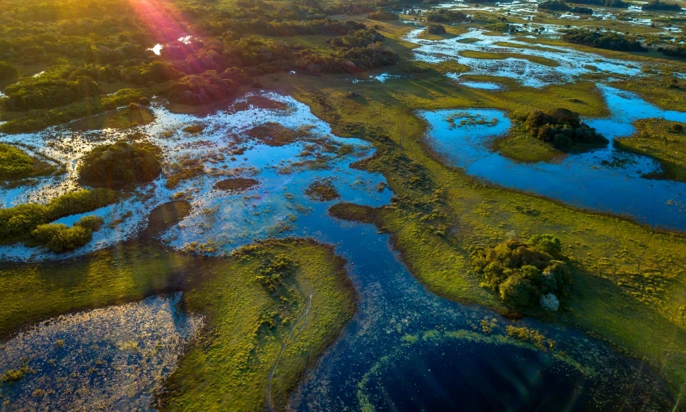 El misterio de los trópicos: por qué concentran tanta biodiversidad