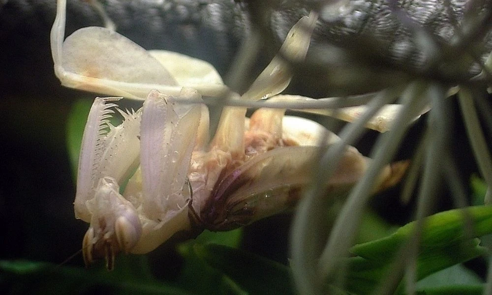 Tamaño de la especie.