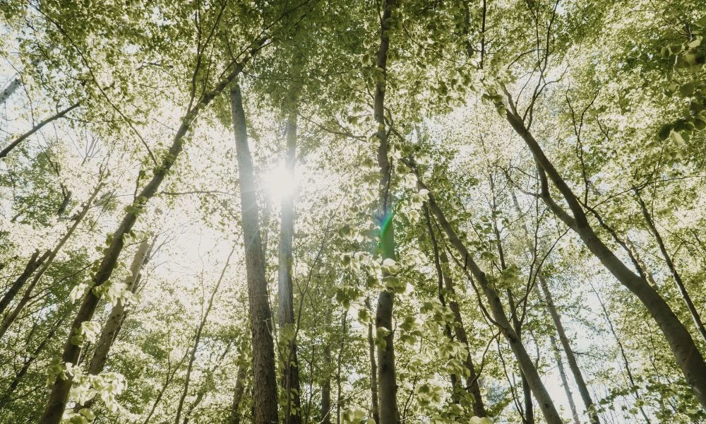 Naturaleza.