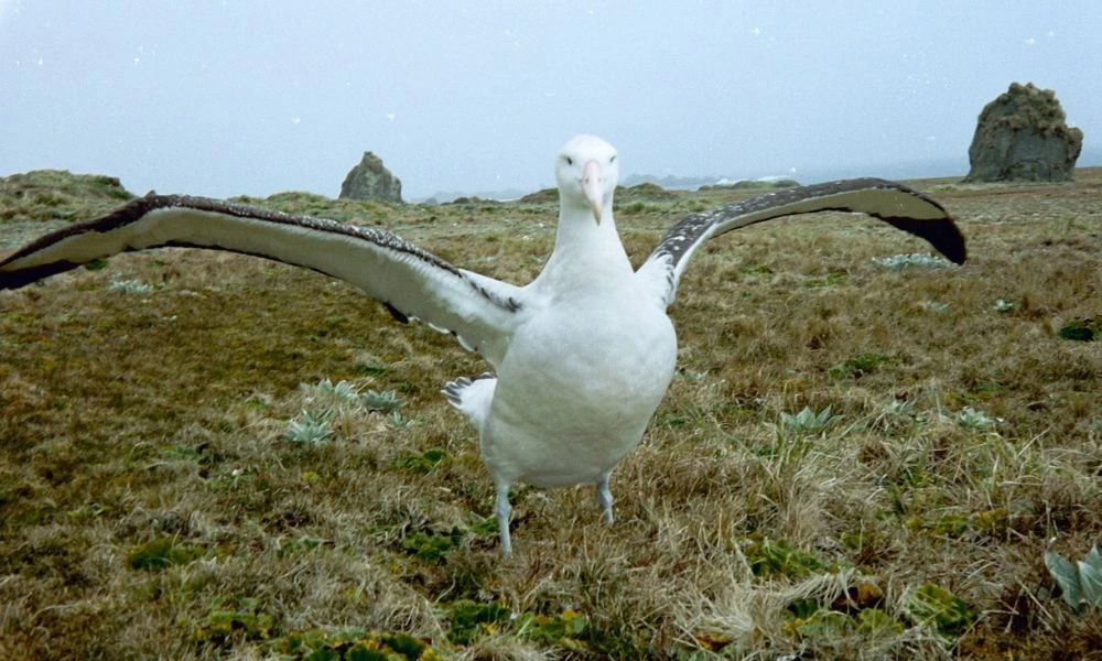 El ave en el Día Mundial del Albatros.