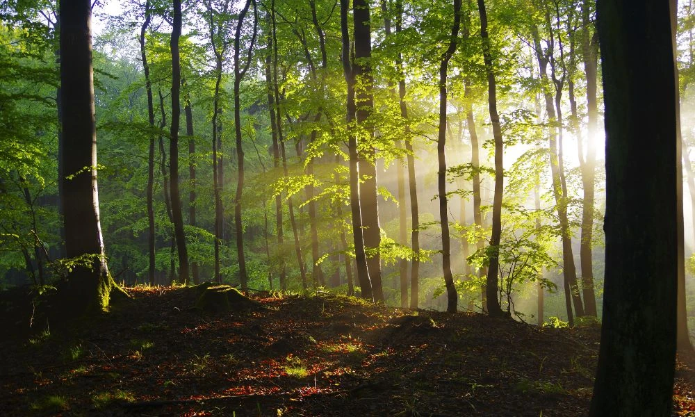 Árboles y sol.