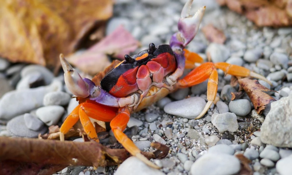 Colores del animal.