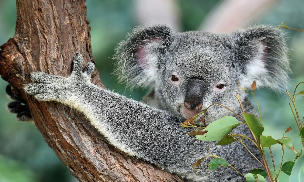 ¿Por qué demasiados koalas pueden convertirse en un problema ambiental para Australia?