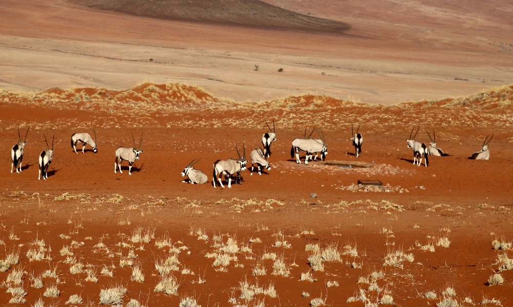 Namib: cómo es el desierto más antiguo del planeta y qué animales viven allí