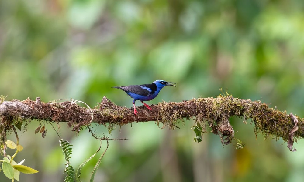 Actividad del birdwatching.