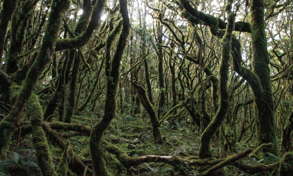 Aspecto de bosques tropicales.