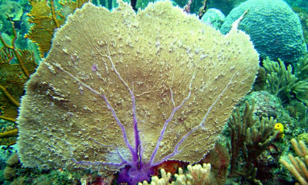 Fondo marino.