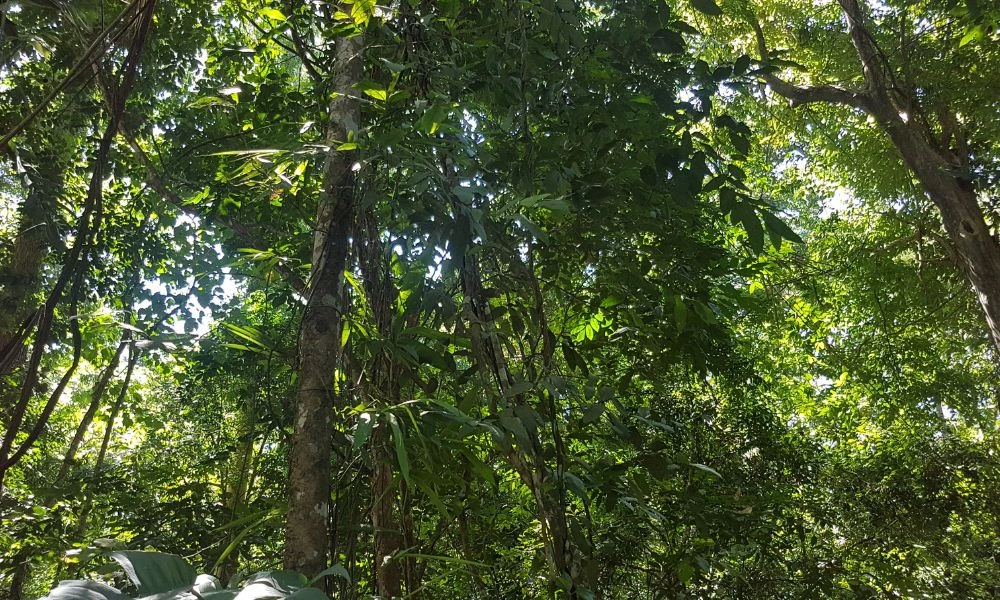 Naturaleza.