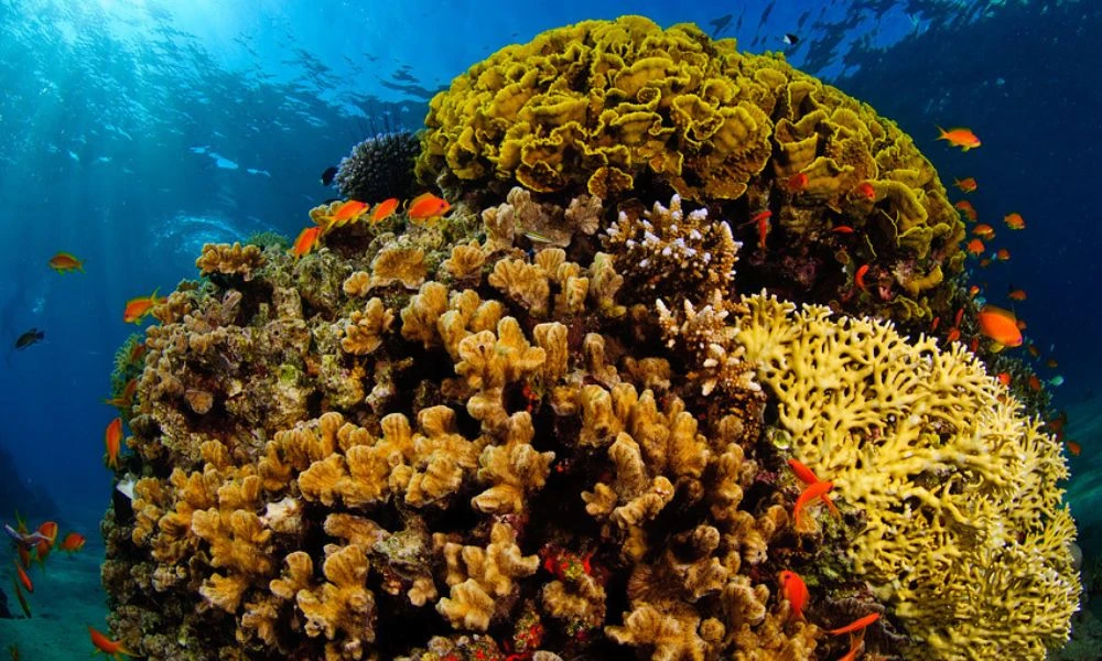 Aspecto de un coral.
