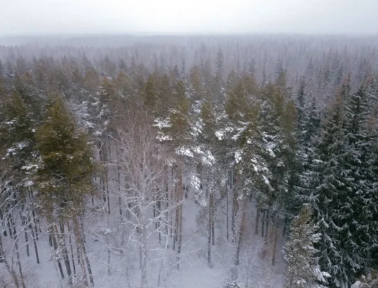 Bosques nublados: qué son y por qué siempre parecen estar entre las nubes