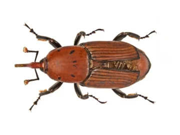 Picudo rojo: cómo es el insecto que amenaza a las palmeras en Argentina