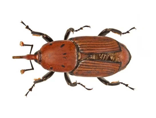 Picudo rojo: cómo es el insecto que amenaza a las palmeras en Argentina