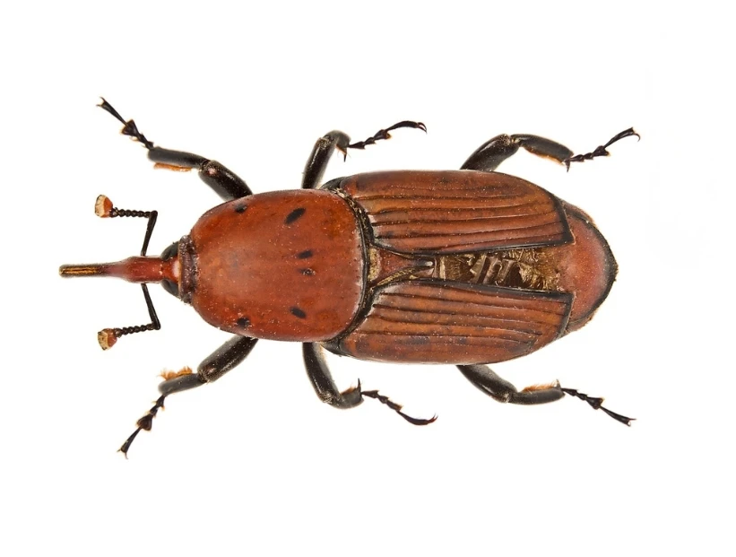 Picudo rojo: cómo es el insecto que amenaza a las palmeras en Argentina