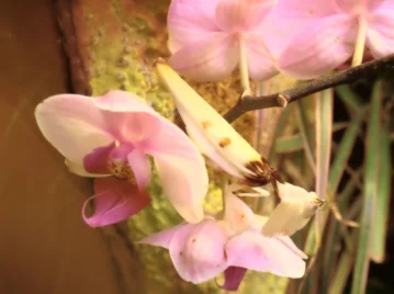 mantis-orquídea-rosada