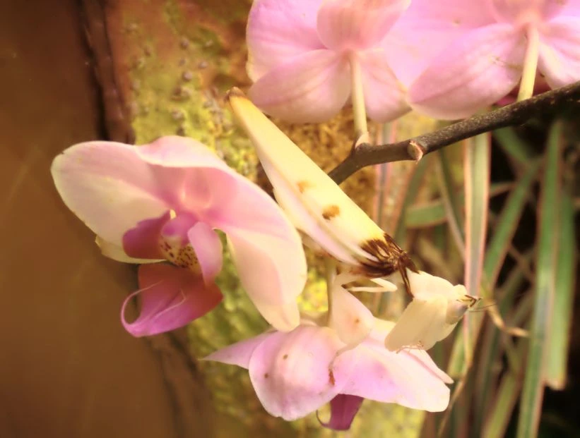 mantis-orquídea-rosada