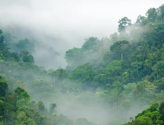 Día Mundial de los Bosques Tropicales: por qué se celebra cada 22 de junio