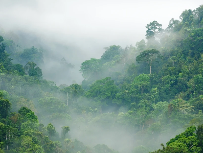 Día Mundial de los Bosques Tropicales: por qué se celebra cada 22 de junio
