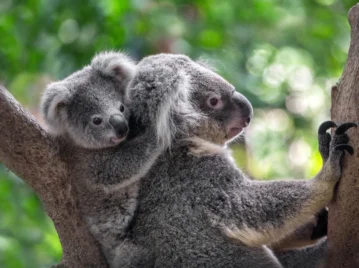 ¿Por qué demasiados koalas pueden convertirse en un problema ambiental para Australia?
