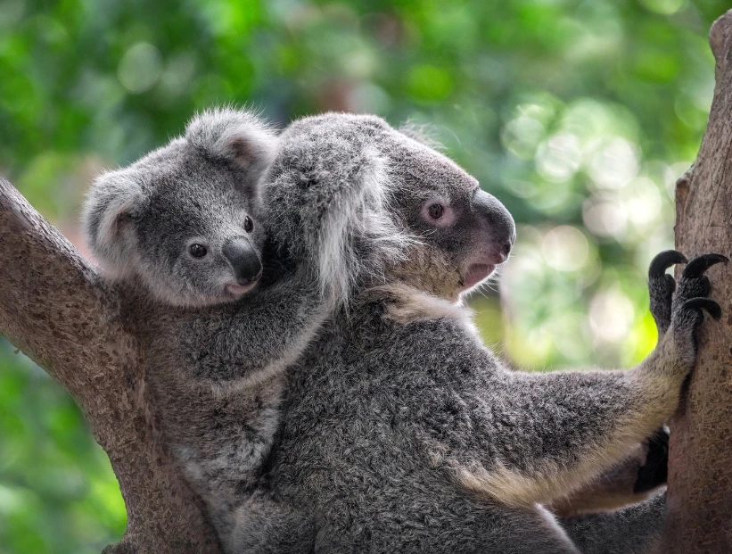¿Por qué demasiados koalas pueden convertirse en un problema ambiental para Australia?