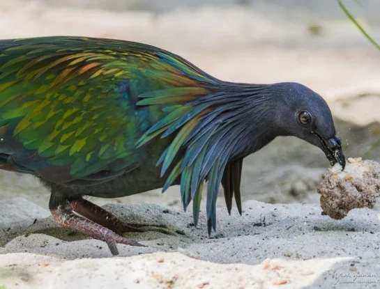 Paloma de Nicobar, el extraño y colorido animal que solo habita en pequeñas islas de Asia