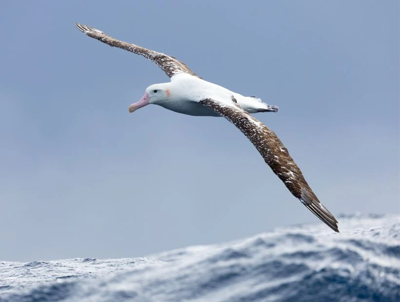 dia-mundial-de-los-albatros