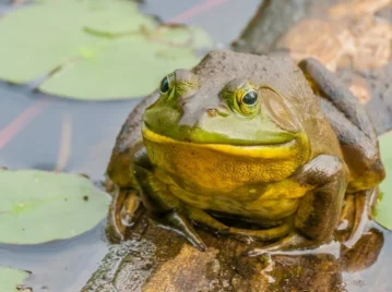 Rana toro: el curioso anfibio que llegó a Argentina en los 80 y hoy es una especie invasora