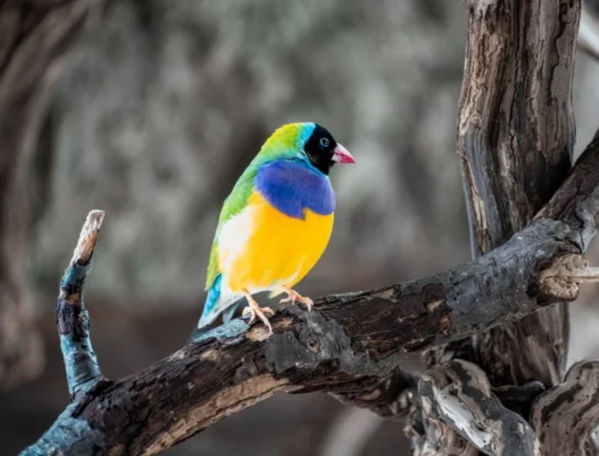 Birdwatching: por qué la observación de aves crece en internet