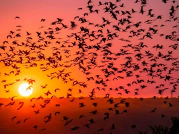 aves