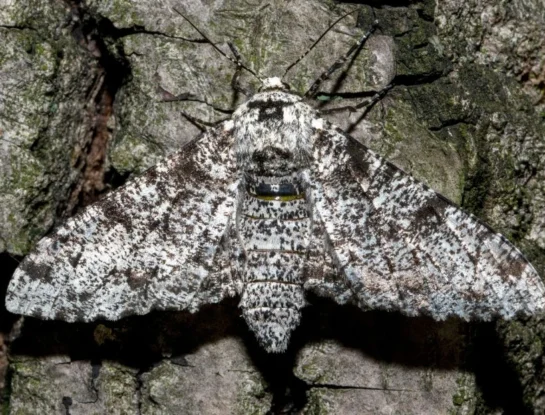Mariposa de los abedules, la especie que evolucionó para camuflarse y distraer a los depredadores