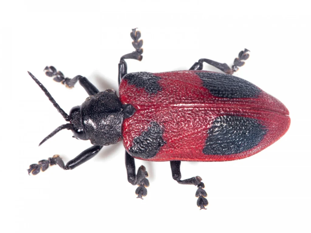 Picudo rojo: cómo es el insecto que amenaza a las palmeras en Argentina