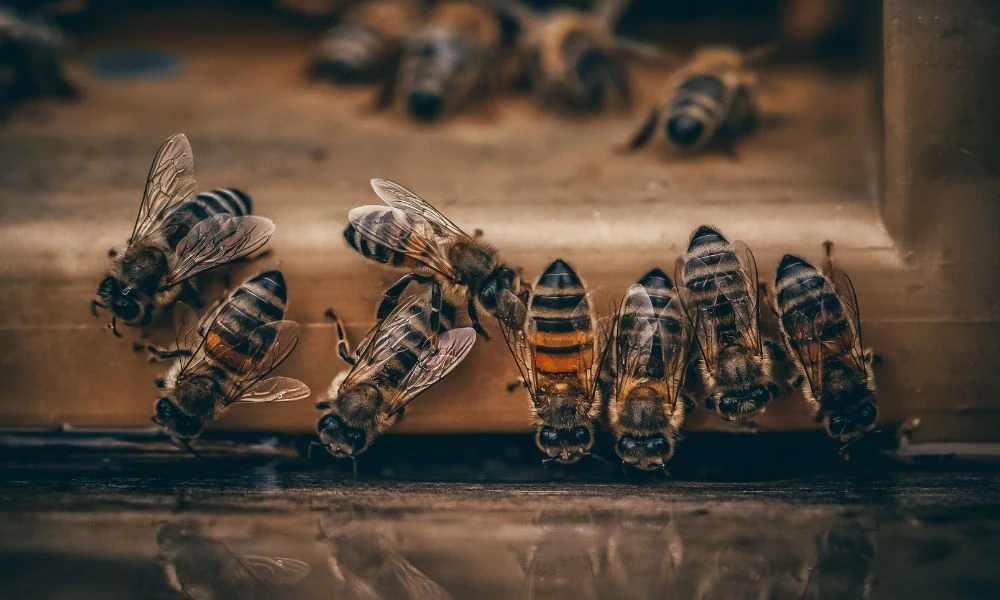 Insectos.