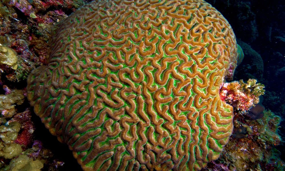 Arrecife de coral.