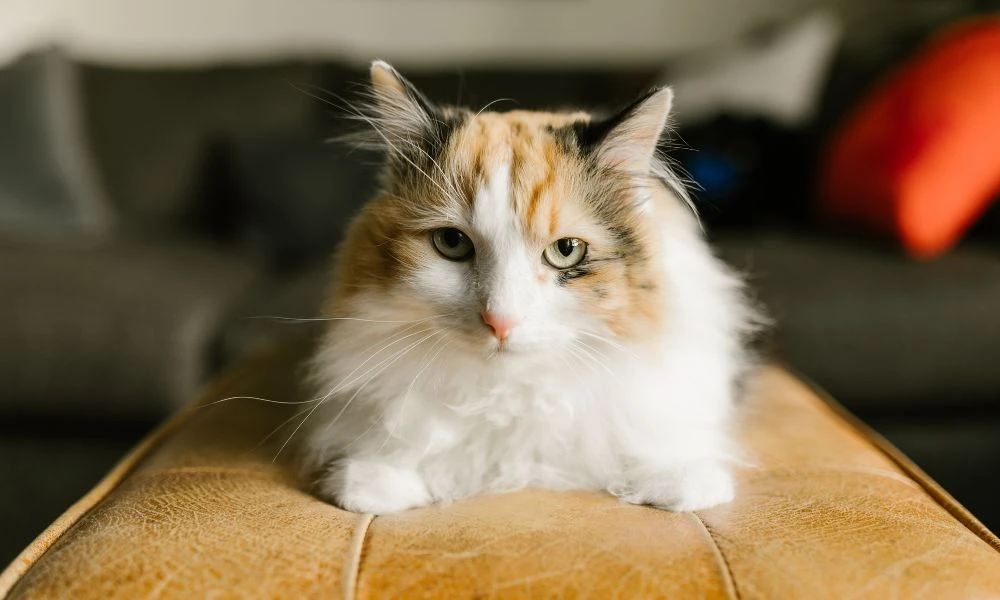 Aspecto de los bigotes de los gatos.