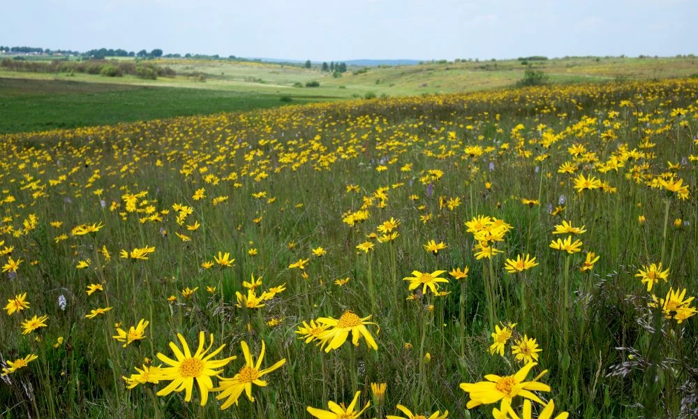 Naturaleza de Bélgica.